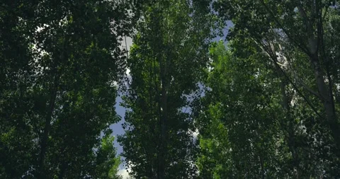 Low angle view of tall green trees moving against a blue sky Vídeo Stock 344146979