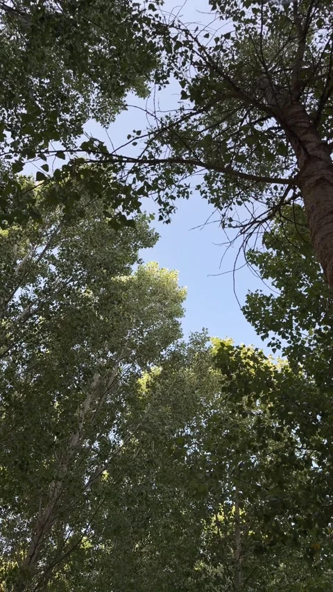 Low angle view of tall green trees swaying in the wind Видео 344147002