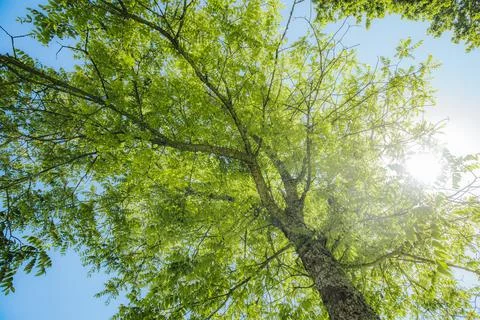 Low-angle view of a tall green tree with bright leaves against a clear blue.. Stock-Fotos