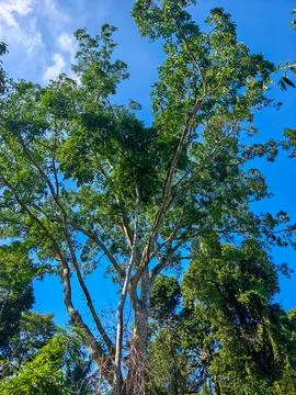 Low Angle View of a Tall Green Tree with Spreading Branches Under Blue Sky Stock Photos