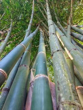 Low Angle View of Tall Green Bamboo Forest Looking Up at Canopy Stock Photos