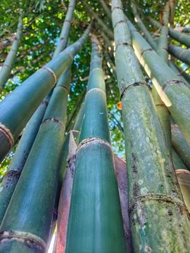 Low Angle View of Tall Green Bamboo Stems Growing in Dense Forest Stock Photos