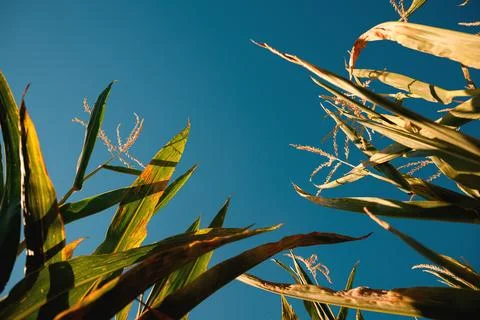 Low angle view of tall green corn plants and golden tassels illuminated by .. Stock Photos