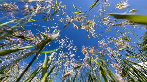 Low-angle view of tall, lush green grass swaying gently under a blue sky Stock Footage 315554807