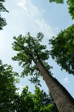 Low-angle view of a tall mature tree surrounded by lush green foliage against. Stock Photos