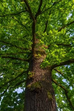 Low angle view of tall oak tree with vibrant green leaves on summer day. Idea Foto stock