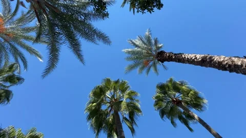 Low-angle view of tall palm trees against a vibrant blue sky, with slender tr Stock-Footage 325649086