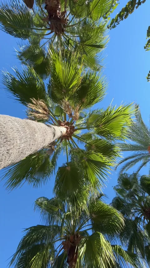 Low-angle view of tall palm trees against a vibrant blue sky, with slender tr Stock Footage 325649131
