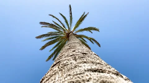 Low angle view of a tall palm tree against blue sky Stock Footage 348067965