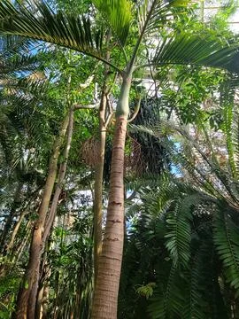 Low Angle View of a Tall Palm Tree in Greenhouse Photos