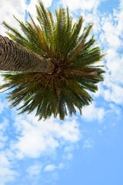 Low angle view of tall palm tree with green fronds against bright blue sky with Фото