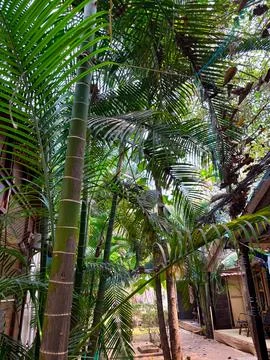 Low Angle View of Tall Palm Trees Canopy and Blue Netting 库存照片