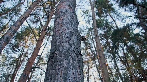 Low Angle View of a Tall Pine Tree Trunk in a Forest Stock Footage 314465020