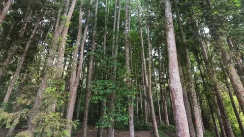 Low Angle View of Tall Pine Tree Trunks in Dense Green Forest Stock Footage 340594526