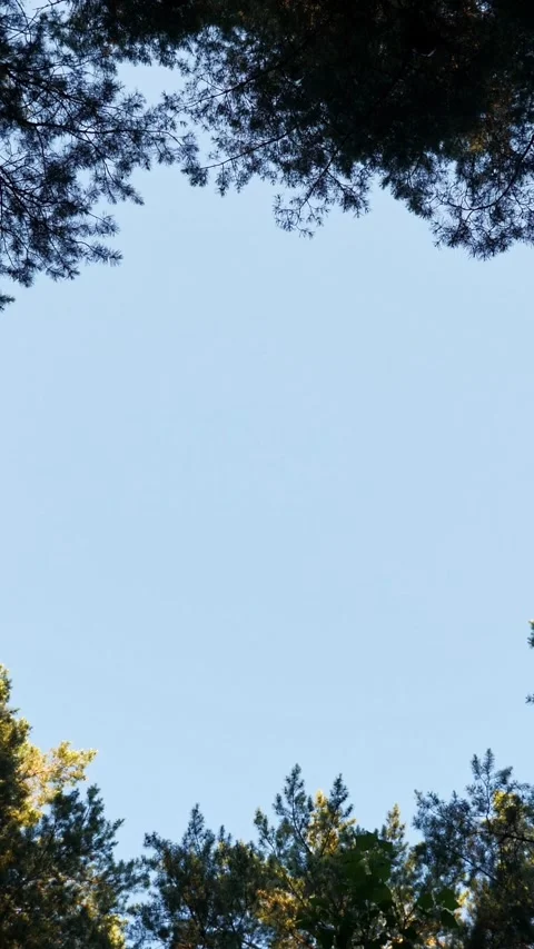 Low angle view of tall pine trees with green and yellow foliage against a bright Stock-Footage 341677795