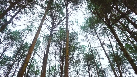 Low Angle View of Tall Pine Trees Reaching Toward Overcast Sky Stock Footage 342214813