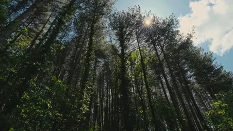 Low angle view of tall pine trees canopy in Mainalo forest with sun flares Stock Footage 345276500