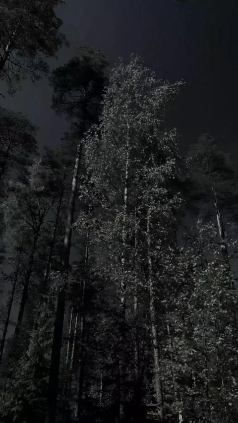 Low angle view of tall pine trees in a dark forest at night for mysterious Video stock 347154615