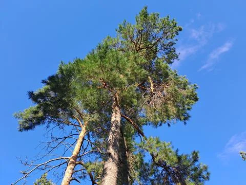Low angle view of tall pine trees tops against clear blue sky in summer forest 库存照片