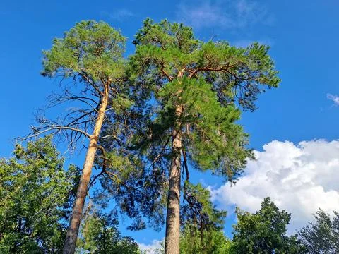 Low angle view of tall pine trees tops against clear blue sky in summer forest Stock Photos