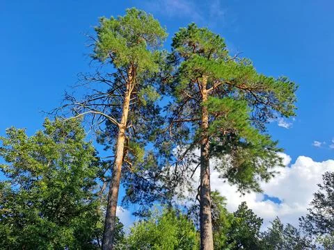 Low angle view of tall pine trees tops against clear blue sky in summer forest Stock Photos