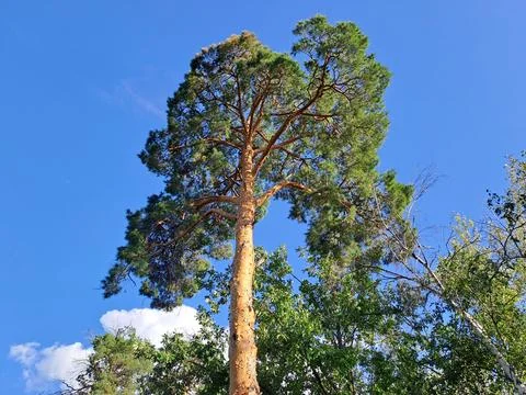 Low angle view of tall pine trees tops against clear blue sky in summer forest 库存照片