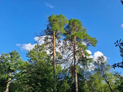 Low angle view of tall pine trees tops against clear blue sky in summer forest 库存照片