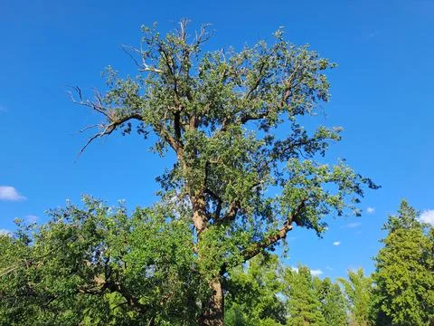 Low angle view of tall pine trees tops against clear blue sky in summer forest Stock Photos