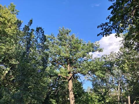 Low angle view of tall pine trees tops against clear blue sky in summer forest 库存照片