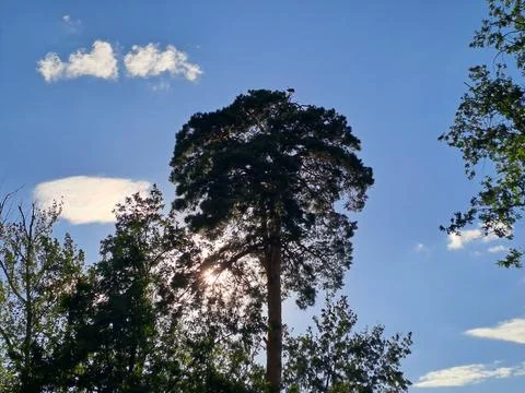 Low angle view of tall pine trees tops against clear blue sky in summer forest 库存照片
