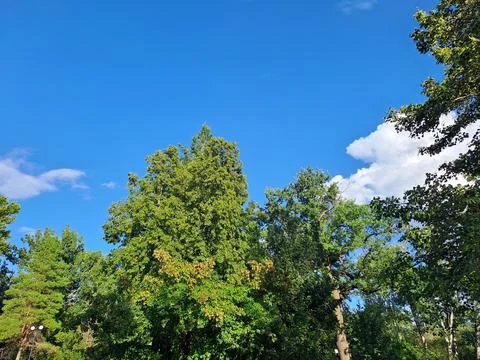 Low angle view of tall pine trees tops against clear blue sky in summer forest 库存照片