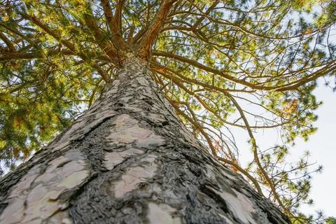 Low-angle view of a tall pine tree with textured bark and sunlit green bran.. Stock Photos