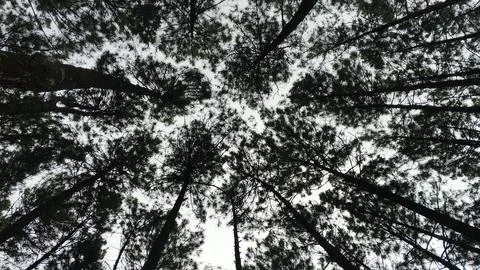 Low Angle View of Tall Pine Trees Reaching Toward the Sky Stock Photos