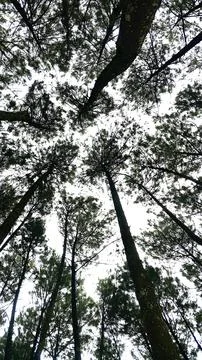 Low Angle View of Tall Pine Trees Reaching Toward the Sky 写真素材