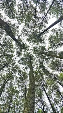 Low Angle View of Tall Pine Trees Reaching Toward the Sky 写真素材