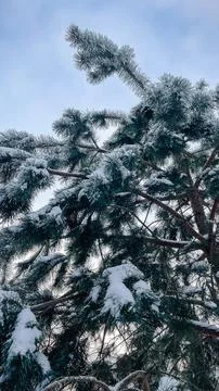 Low angle view of tall pine trees covered in heavy white snow against a cle.. Stock Photos