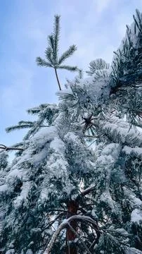 Low angle view of tall pine trees covered in heavy white snow against a cle.. Foto stock
