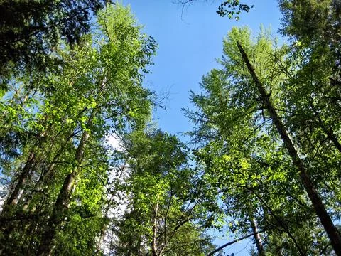 Low Angle View of Tall Pine Trees in Green Forest with Blue Sky Stock Photos