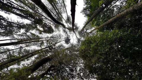 Low Angle View of Tall Pine Trees in a Green Forest Foto stock