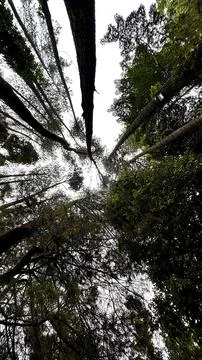 Low Angle View of Tall Pine Trees in a Green Forest Foto stock