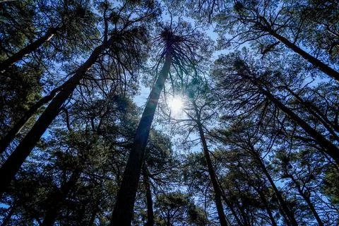 Low angle view of tall pine trees looking up to blue sky and sun Stock Photos