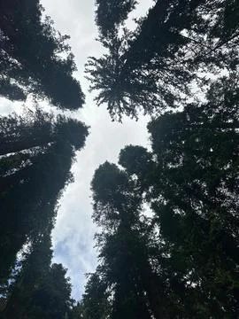 Low angle view of tall pine trees pointing towards sky in forest Stock Photos