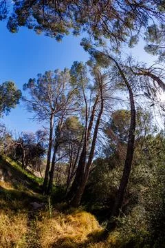 Low Angle View of Tall Pines Reaching the Sky Stockfoto's