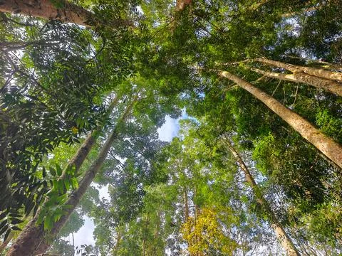Low Angle View of Tall Rainforest Trees and Green Canopy Stock Photos