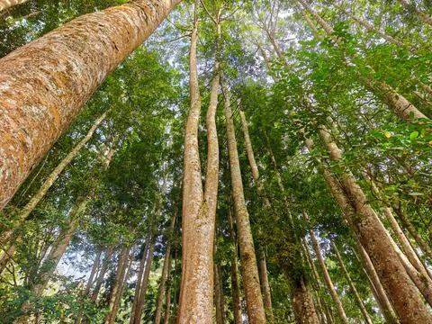 Low Angle View of Tall Rainforest Trees and Green Canopy Stock Photos