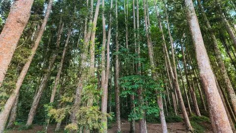 Low Angle View of Tall Straight Trees in a Dense Green Forest Stock Photos