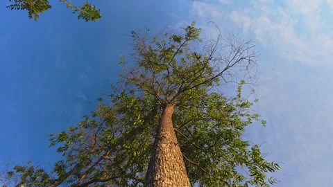 Low Angle View of a Tall Tree Against the Sky Stock Footage 303325789
