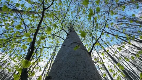 Low Angle View Of Tall Tree With Green Leaves Against Blue Sky Stock Footage 335203511