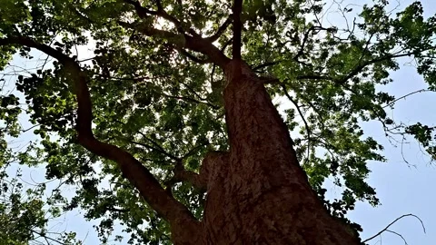 Low Angle View Of Tall Tree Trunk And Canopy Vídeo Stock 335760244