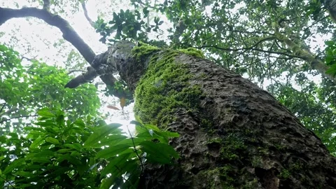 Low angle view of tall tree with sunlight and fresh green leafy branches Stock Footage 339650267